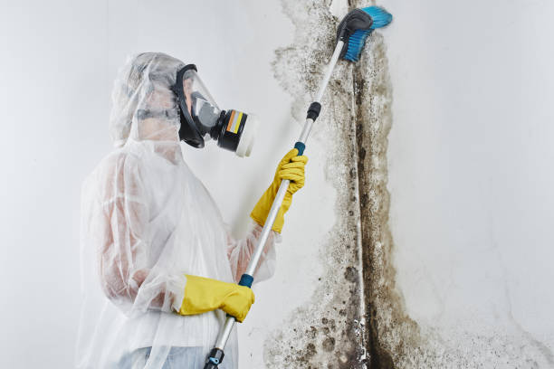 Best Insurance-Related Mold Remediation in Point Baker, FL