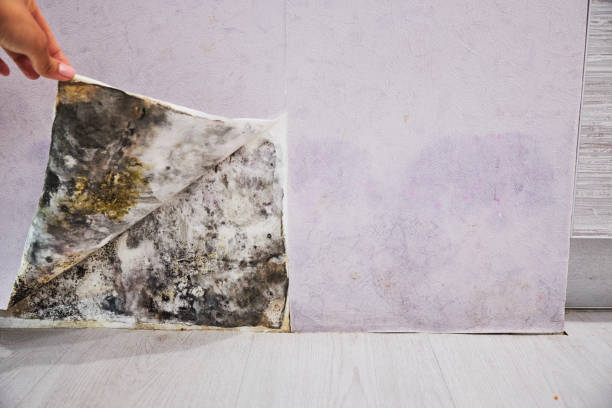 Best Attic Mold Remediation in Point Baker, FL